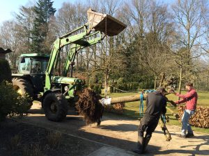 Verplaatsen Moerbei